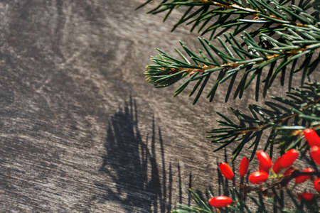 Christmas and New Year holiday photo with twigs of a real green Christmas tree and red berries on a blurred Soft focus wooden background. Beautiful shadow. Horizontal postcards, Copy Spaceの写真素材