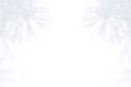 Gentle silhouette of a pine tree on a white background. Place for text. Soft focusの写真素材