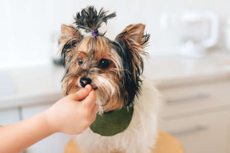 A childs hand feeds a Yorkshire Terrier dog in a white kitchen on a festive Christmas day.の写真素材