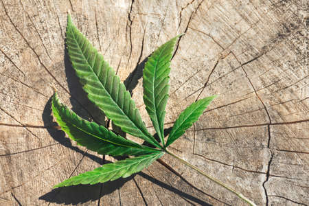 One leaf of cannabis, marijuana on a wooden structured background. Growing medicinal hemp.の写真素材
