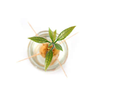 Young fresh sprout with green leaves growing from an avocado stone. Growing plants at home. Flat lay, Copy Space, white background.の写真素材