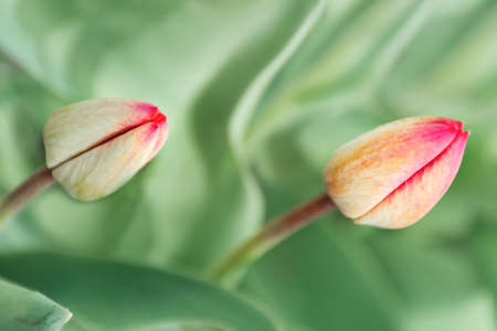 Two buds of red tulips on a green background. Minimal concept. International Womens Day, Mothers Day.の写真素材