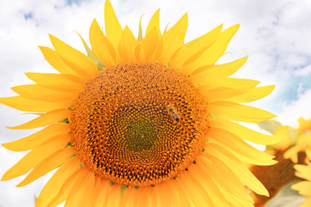 Beautiful yellow sunflower on a background of blue sky. The bee collects nectar and pollen. Bright sunlight illuminates the flower. It is a symbol of Ukraine.の写真素材