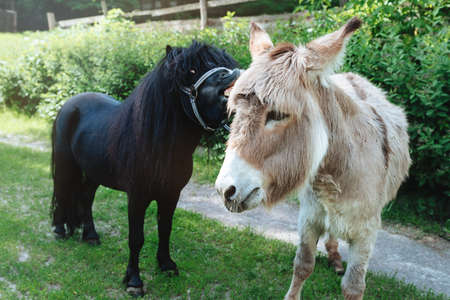 A gray donkey and a miniature black pony stand on a farm on a sunny day.の写真素材