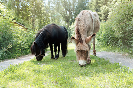 A gray donkey and a miniature black pony graze on a sunny day.の写真素材