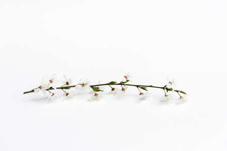 Amazing spring flower blossom. Cherry tree twig with beautiful white flowers on a white background. Soft focus, Copy Space.の写真素材
