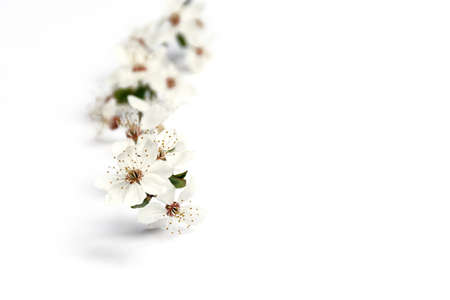 Soft focus of delicate blooming spring twigs of cherries with beautiful white flowers on a white background. Blurred focus, copy space.の写真素材