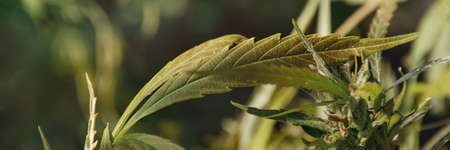Banner made from background of cannabis leaves with copy space. Medicinal plant of hemp. Growing medicinal cannabis as an analgesic and sedative.の写真素材