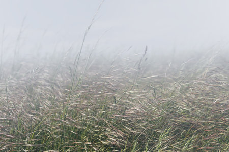 Tall field grass on a foggy spring or summer morning. Beautiful background or texture. Soft selective focus. Natural composition with copy space for text.の写真素材