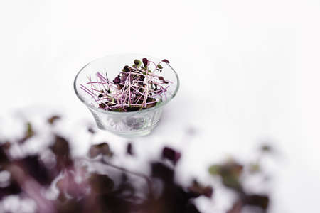 Microgreen radish sprouts with soft selective focus in a transparent plate on a white background. Green leaves and purple stems. Germination of seeds at home for a healthy diet. copyspace.の写真素材