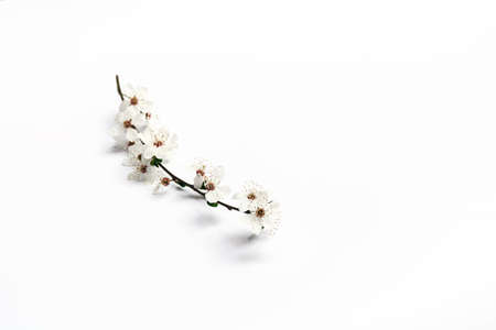 Delicate spring blooms. Cherry tree branch with beautiful white flowers on a white background. Soft focus, copy space.の写真素材