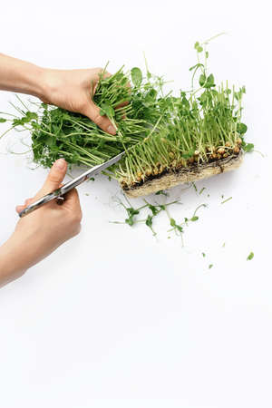 Female hands cuts sprouts of green microgreen peas from seeds and roots with metal scissors on white background. The concept of vegan and healthy eating. Germinated seeds of micrograss. copyspace.の写真素材