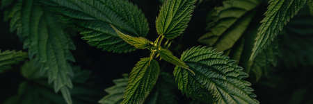 Banner made from Fresh green nettle bush in the forest. top view. medical plant. In folk medicine it is recommended as a diuretic for skin diseases, dropsy, cough, hair loss. dark key. copy spaceの写真素材