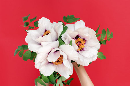 Soft focus Close up of a bouquet of beautiful white peonies in female hands on a red background. Top...