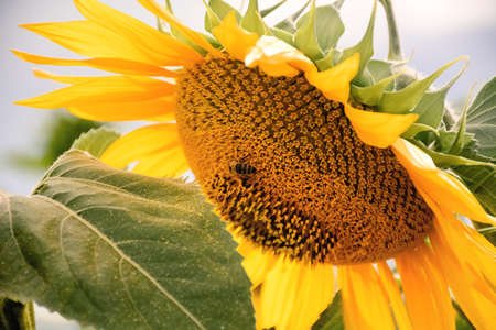 Soft selective focus on a beautiful sunflower on which a bee sits. Close up of golden flower on Ukrainian agricultural field. sunflower day.の写真素材