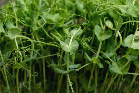 Defocused bright abstract pink holiday background with shimmering white sunspots. bokeh. vacation concept. Copy space for text. happy birthday.の写真素材