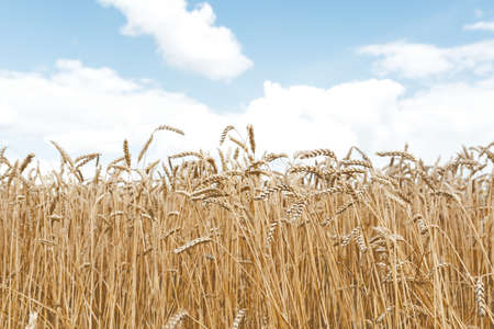 Soft selective focus of a field of golden ears of wheat under a blue sky with white clouds. Wheat is the agriculture of the Independent Agricultural Country of Ukraine.の写真素材