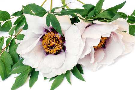 Front view Bouquet of yellow bright dandelions on a white background close up. Soft selective focus, copy space.の写真素材