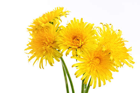 Front view Bouquet of yellow bright dandelions on a white background close up. Soft selective focus, copy space.の写真素材