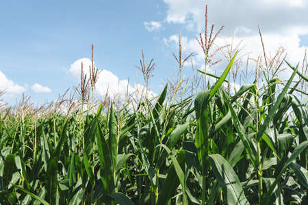 Soft selective focus of a field of golden ears of wheat under a blue sky with white clouds. Wheat is the Agriculture of Independence Ukraine.の写真素材