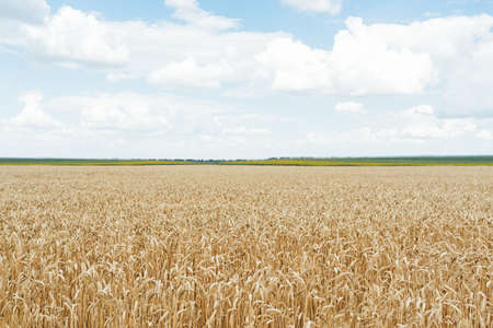 Soft selective focus of a field of golden ears of wheat under a blue sky with white clouds. Wheat is the Agriculture of Independence Ukraine.の写真素材