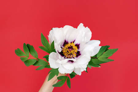 Close up of delicate flower of beautiful white peony in female hands on red background. Top view. Mothers day and womens holiday concept. Copy spaceの写真素材