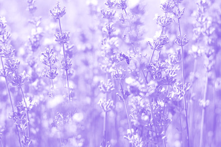 Tinted photo of a purple lavender field. The bee collects pollen. Growing fragrant crops at sunrise. Perfume ingredient, aromatherapy. Trendy color of 2022 Very peri. Soft selective focus.の写真素材