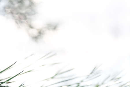 Defocused abstract winter background with green pine needles on a white background. bokeh. holiday concept. Copy space for text.の写真素材