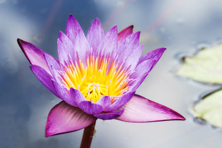 Beautiful pink lotus or water lily flower close up on water. Wonderful landscape with copy space.の写真素材