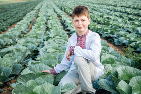 Soft selective focus of guy inembroidered jacket on agro-industrial field of cabbage, green vegetables. Agriculture. Child touches cabbage leaf. Grows food. Ripe harvest. Independence Day of Ukraine.の写真素材