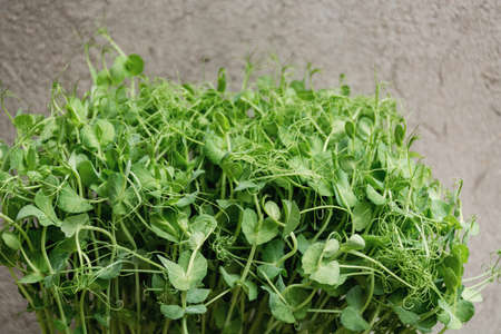 Soft selective focus. Sprouts of green microgreen peas. Concept of vegan and healthy food. Germination of seeds at home. Copy space.の写真素材
