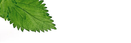 Banner made from Close up of nettle leaves on white background. Fresh young shoots. Medicinal plant. In traditional medicine, diuretic for skin diseases, cough, and hair loss. Copy Space. Soft selective focusの写真素材