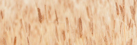 Banner made from Defocused focus of field of golden ears of corn. Wheat Ukrainian agriculture. Texture of Grain as background for your design with Copy Space for text.の写真素材