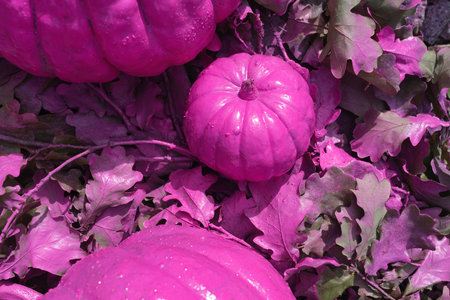 Pink pumpkins on oak leaf. Happy Halloween. Sweet pumpkin for celebrating All Saints' Day. Creative decoration for holidays.の写真素材