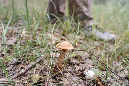 Edible mushroom grows among grass in forest. Man stands on blurred background. Clear day in a sunny forest. Autumn is season.の写真素材