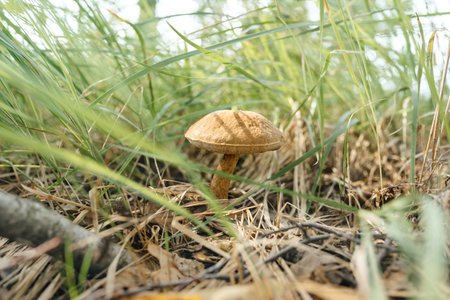 Edible mushrooms among tall grass in a beautiful autumn forest on a sunny day. Fall is season. Walk in the wild. Defocused focus on foreground.の写真素材