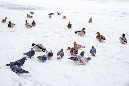Flock of wild ducks and pigeons on frozen canal under snow. Birds in park are waiting for food from people. Migration. snowy winter.の写真素材