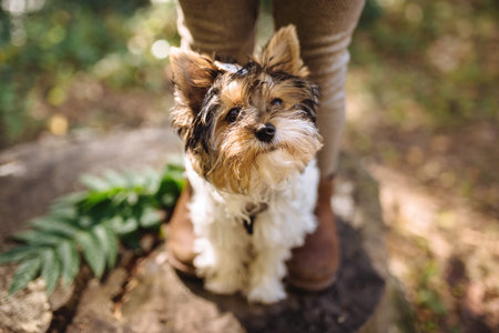 Defocused focus on the foreground. Christmas and New Year background with green Christmas tree branch and red barberry berries on wavy surface background. copyspace.の写真素材
