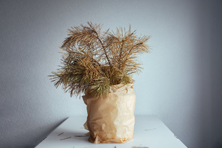 Christmas tree branches dried over time in vase in kraft paper. Photo concept of environmental protection from plastic. Bouquet of pine branches in room on table. Copy space for text.の写真素材