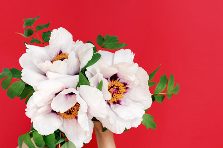 Soft focus Close up of a bouquet of beautiful white peonies in female hands on a red background. top view. Festival and day of flowers. copyspace.の写真素材