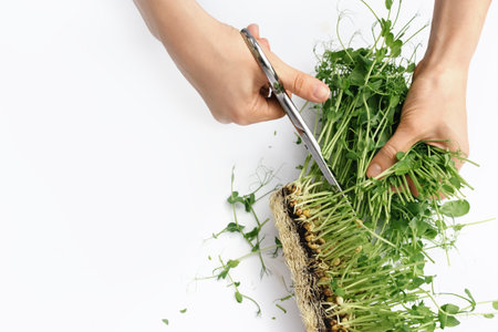 Female hands cuts sprouts of green microgreen peas from seeds and roots with metal scissors on white background. The concept of vegan and healthy eating. Germination of seeds at home. copyspace.の写真素材
