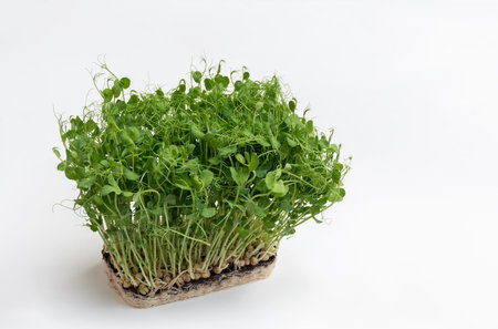 Peas microgreens with seeds and roots on white background. Germination of microgreens at home on jute and hemp biodegradable mats. Concept of healthy eating. Fresh natural organic product. copy spaceの写真素材