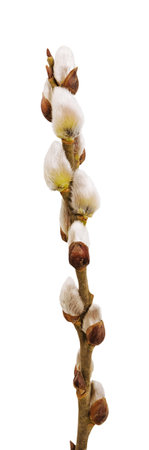 Fluffy twig of willow tree isolated cutout on transparent. Easter spring, twig blossom tree.の写真素材