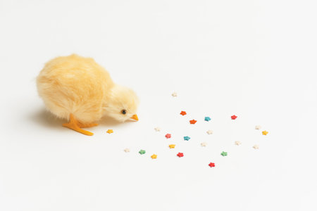 Little yellow chick collects Confectionery Multi Colored sweet stars used to decorate confectionery cakes, cupcakes, cakes on white background. Easter concept. copy spaceの写真素材