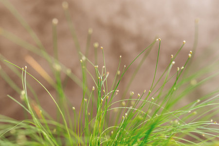 Isolepis cernua, Scirpus cernuus. Bright fresh green grass under morning sun. Copy space for your designs.の写真素材