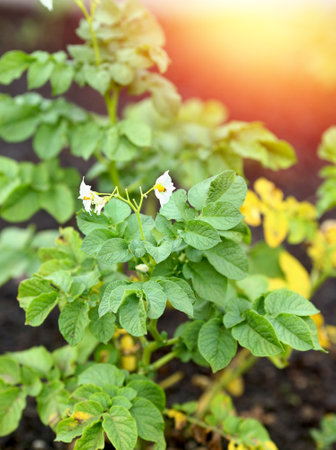 Blooming white flowers with bright yellow stamens on potatoes, plants grown on a raised allotment. Homegrown potato on an organic backyard garden. agriculture. background sunbeams and sunsetの写真素材