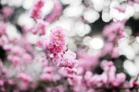 Blooming pink tree.