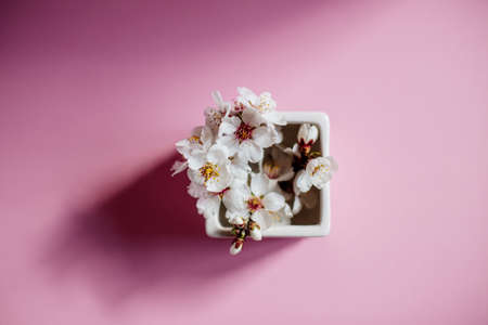 Flowering branch in a vase.の写真素材