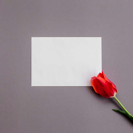 Tulips and a white sheet of paper.の写真素材