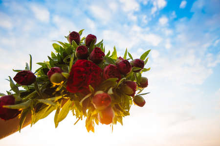Bouquet of red peonies.の写真素材